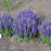 Speedwell, Royal Candles Veronica
