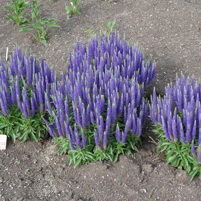 Speedwell, Royal Candles Veronica