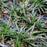 Grass, Dwarf Mondo Grass
