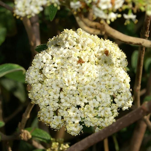 Viburnum, Allegheny Viburnum