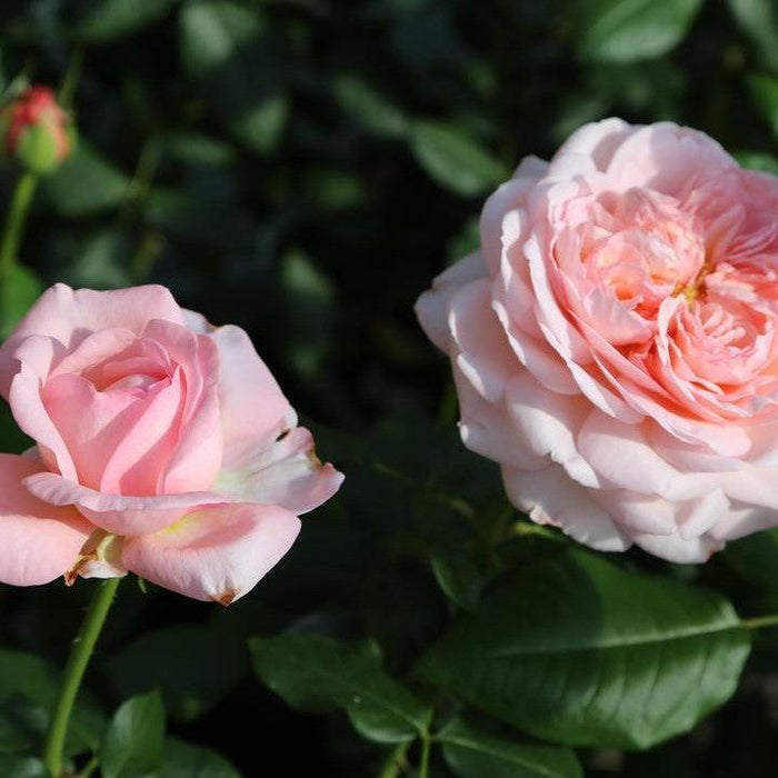 Rose, Martha Stewart™ Rose