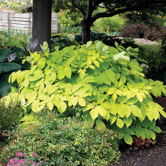 Spikenard, Sun King Golden Japanese Spikenard