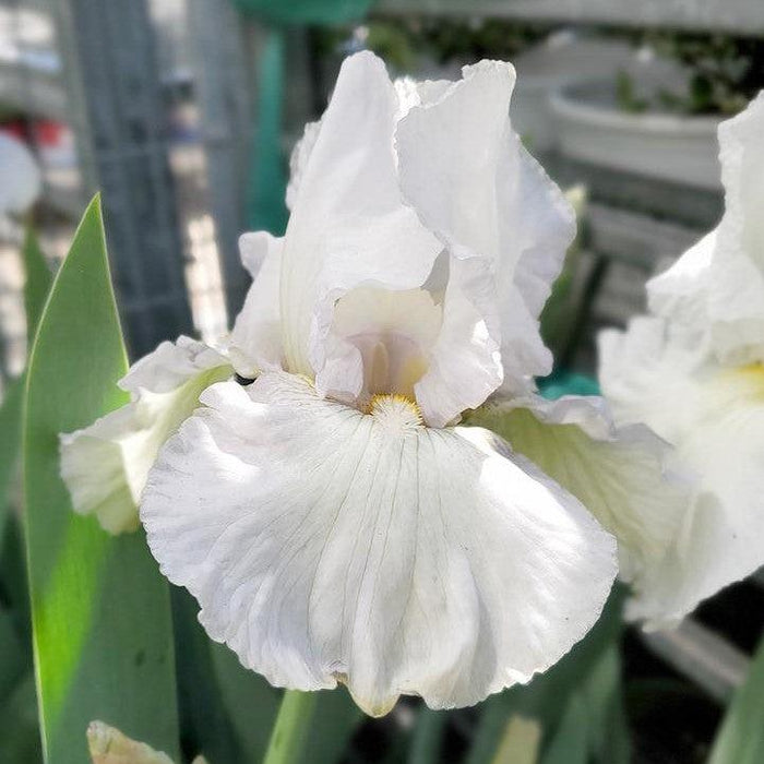 Iris, Renown Bearded Iris