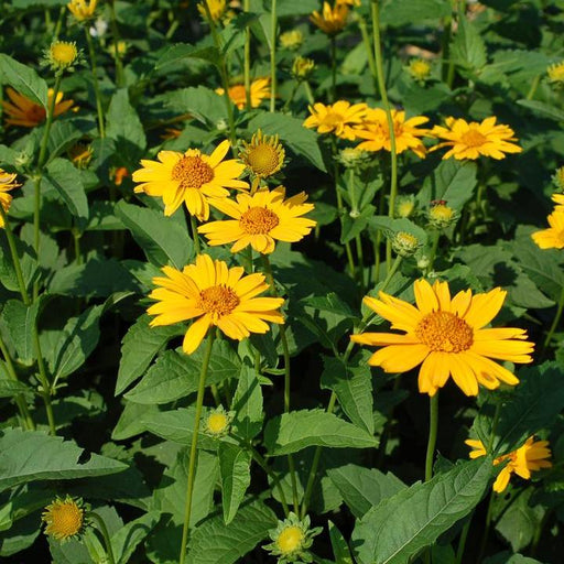 False Sunflower, Tuscan Sun False Sunflower