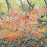 Witch Hazel, Arnold Promise Witch Hazel