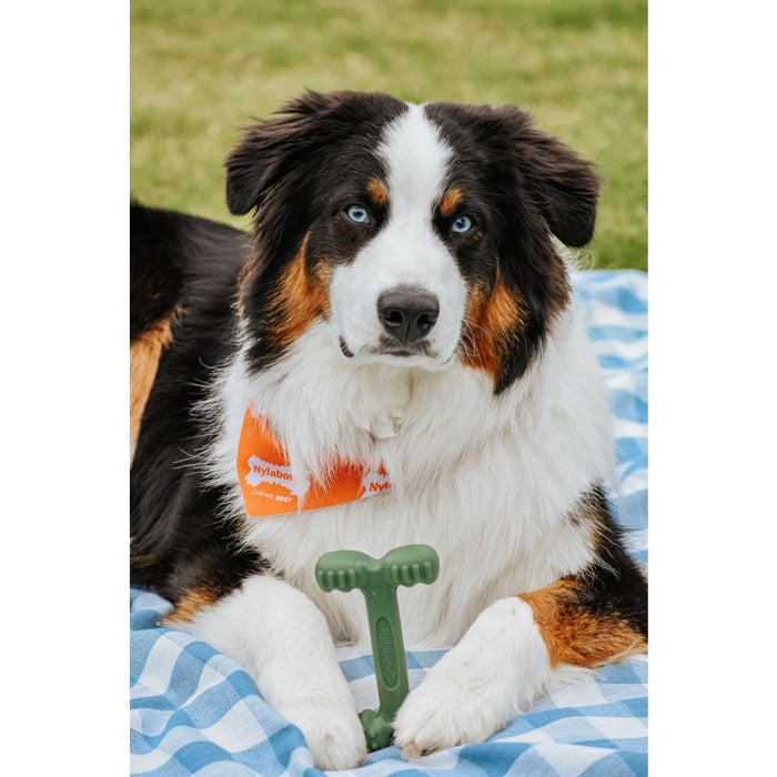 Nylabone Power Chew Easy-Hold Dog Dental Chew Toy, Large