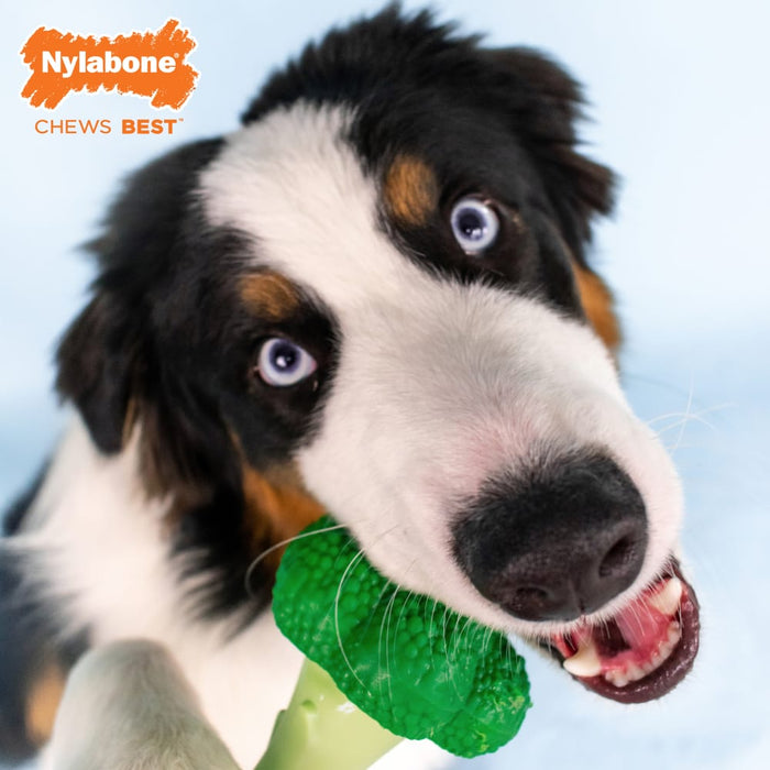Nylabone Power Chew Broccoli Dog Toy, Large/Giant