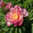 Paeonia 'Julia Rose'  - Julia Rose Itoh Peony