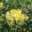 Honeysuckle, Scentsation Honeysuckle
