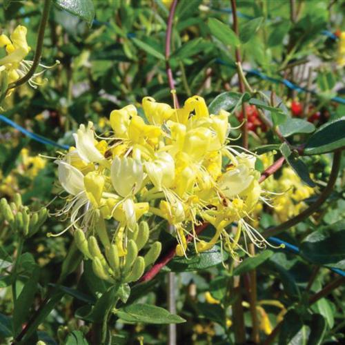 Honeysuckle, Scentsation Honeysuckle