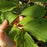 Witch Hazel, Arnold Promise Witch Hazel