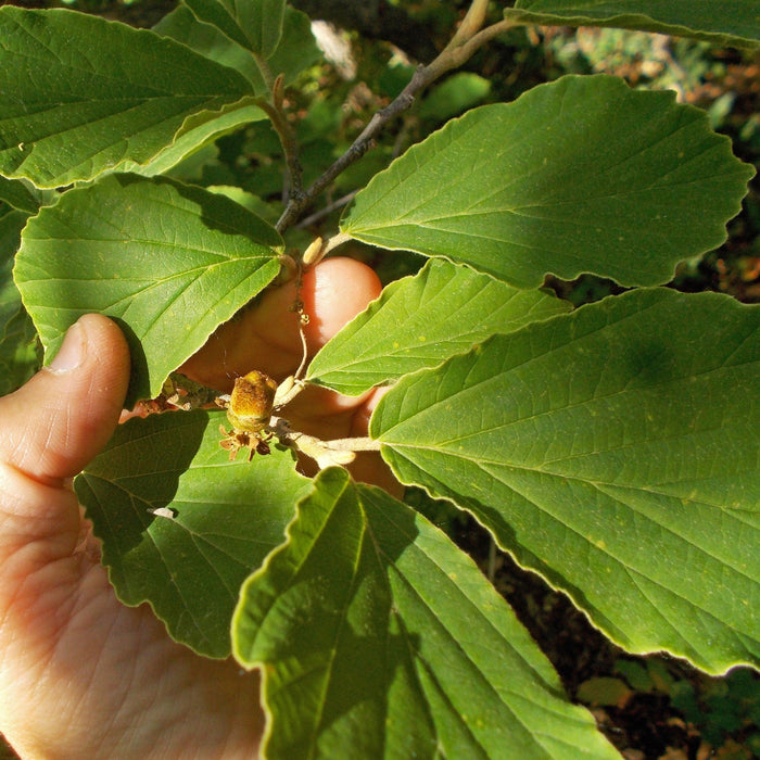 Witch Hazel, Arnold Promise Witch Hazel