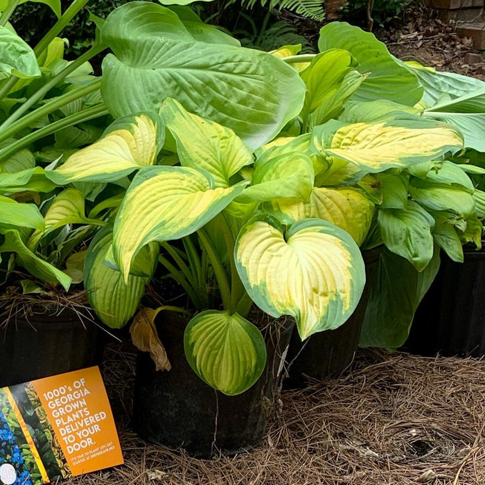 Hosta, Stained Glass Hosta