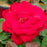Rose, Kashmir Rose