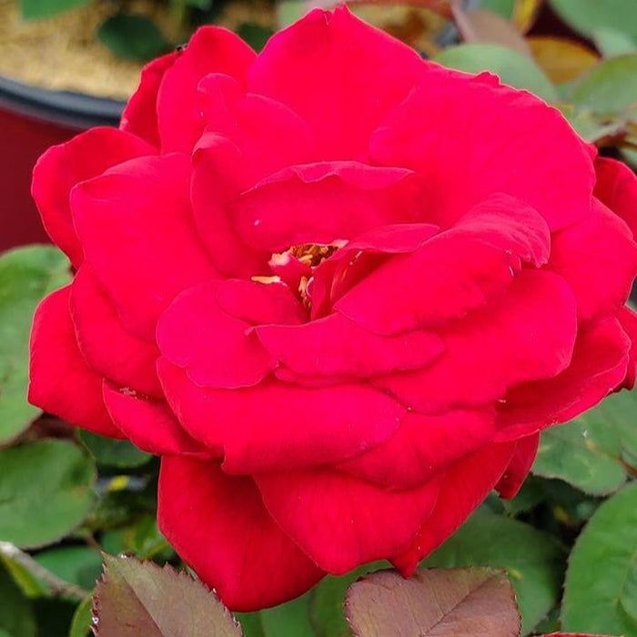 Rose, Kashmir Rose