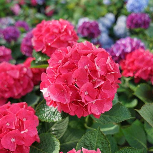 Hydrangea, Wee Bit Giddy® Hydrangea