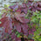 Hydrangea, Alice Oakleaf Hydrangea