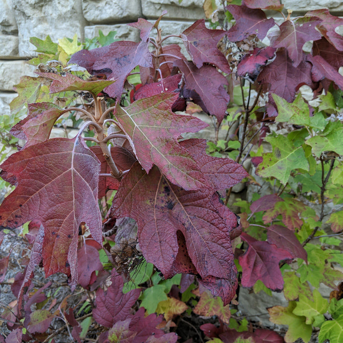 Hydrangea, Alice Oakleaf Hydrangea