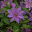 Clematis, Tumaini™ Clematis