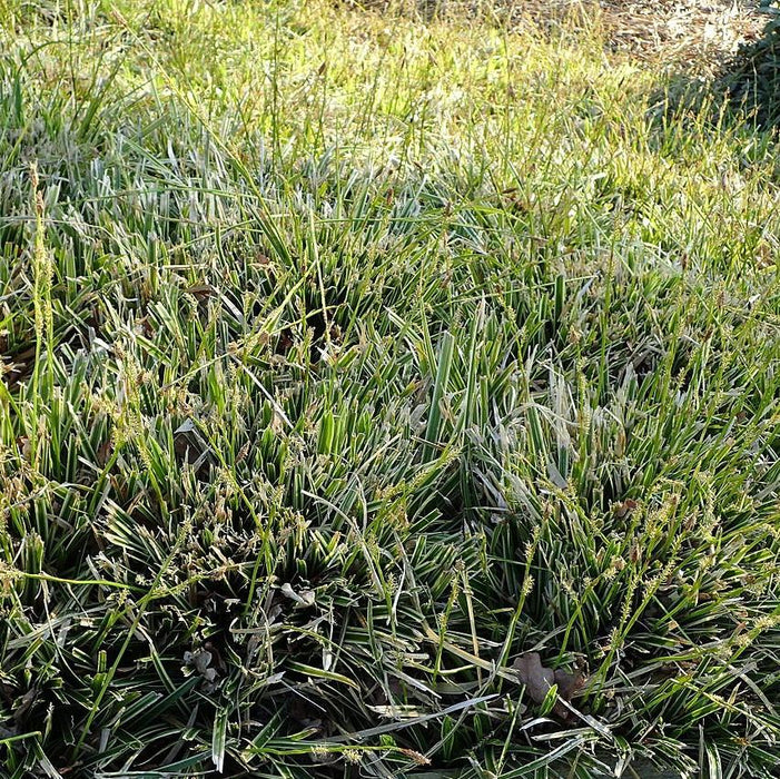 Sedge, Ice Dance Sedge