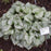 Bugloss, Jack Frost Siberian Bugloss