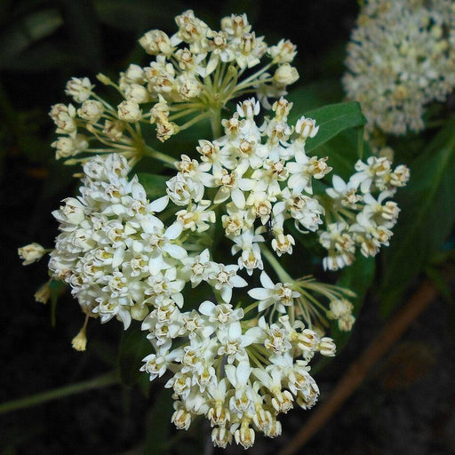 Milkweed, Ice Ballet Swamp Milkweed