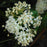 Milkweed, Ice Ballet Swamp Milkweed