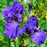 Iris, His Royal Highness Bearded Iris