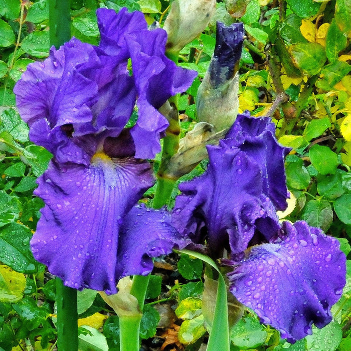 Iris, His Royal Highness Bearded Iris