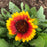 Blanket Flower, Spintop™ Red Starburst Blanket Flower