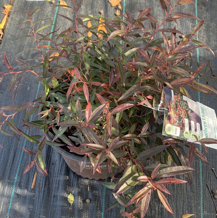 Leucothoe, Leafscape Burning Love Leucothoe