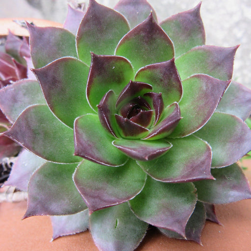 Sempervivum, Black Echeveria Hens and Chicks