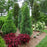 False Cypress, Pinpoint® Blue & Gold False Cypress