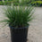 Grass, Hameln Fountain Grass