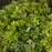Azalea, Gumpo Pink Azalea