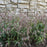 Grass, River Oats, Inland Sea Oats