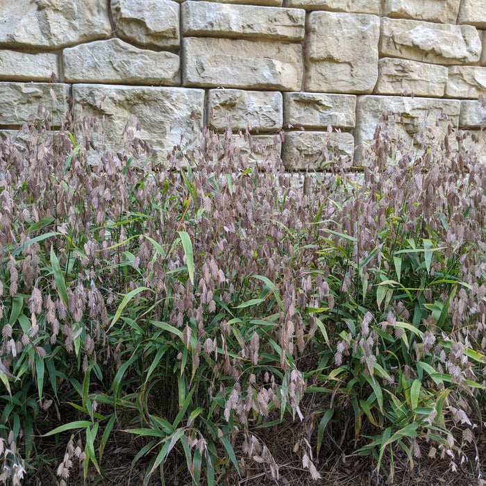 Grass, River Oats, Inland Sea Oats