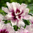 Peony, Cora Louise Itoh Peony