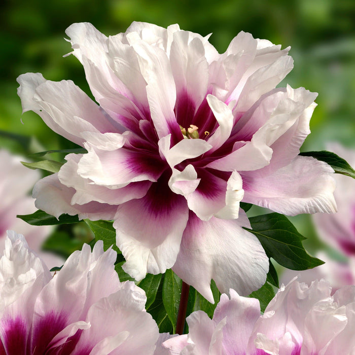 Peony, Cora Louise Itoh Peony