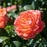 Rose, Orange Glow™ Knock Out® Rose