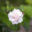 Hibiscus, First Editions® French Cabaret™ Blush Hibiscus