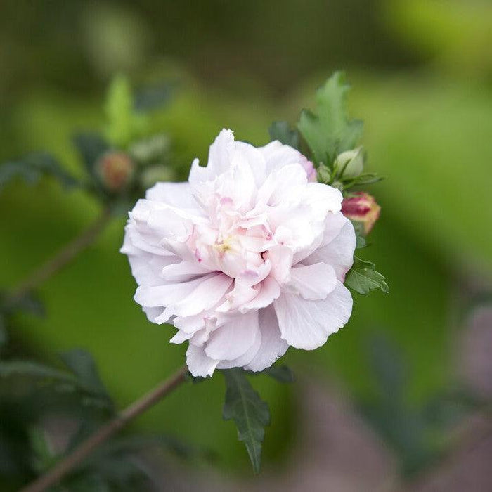 Hibiscus, First Editions® French Cabaret™ Blush Hibiscus