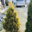 Arborvitae, Amber Gold Arborvitae