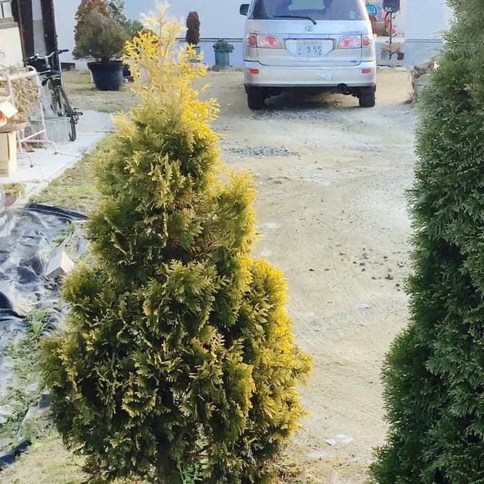 Arborvitae, Amber Gold Arborvitae