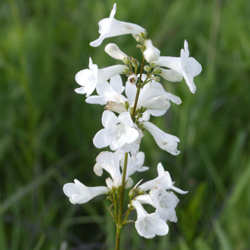 Beardtongue, White Beardtongue