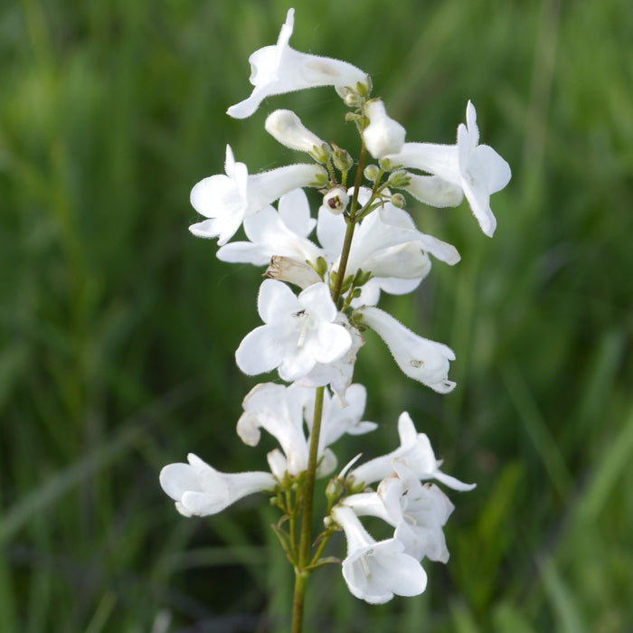 Beardtongue, White Beardtongue