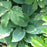 Hosta, Halcyon Hosta