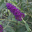 Butterfly Bush, MONARCH® Dark Dynasty Butterfly Bush