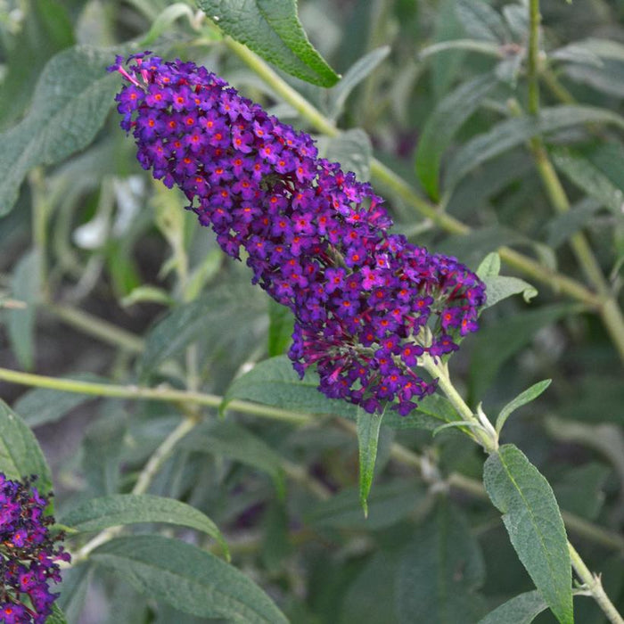 Butterfly Bush, MONARCH® Dark Dynasty Butterfly Bush
