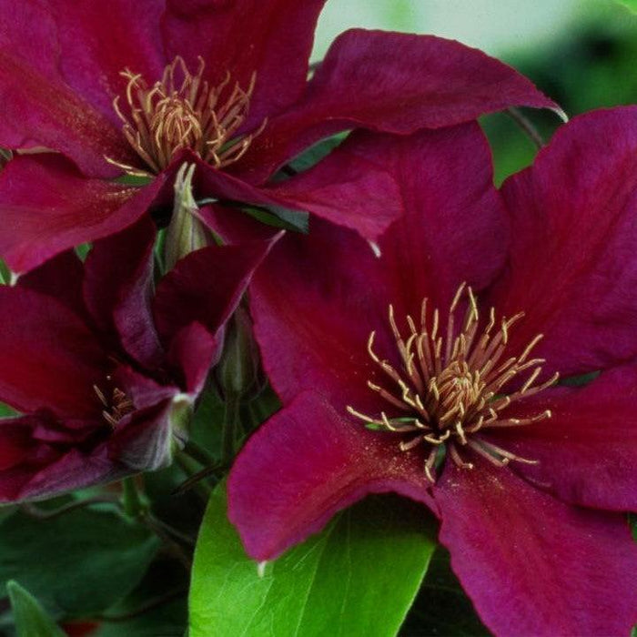 Clematis, Picardy™ Clematis